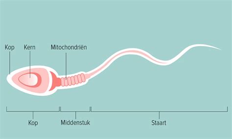 levensduur sperma|Sperma: alles wat je wil weten over de mannelijke zaadcel